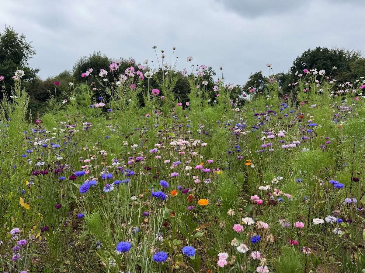 Duftende Blumen