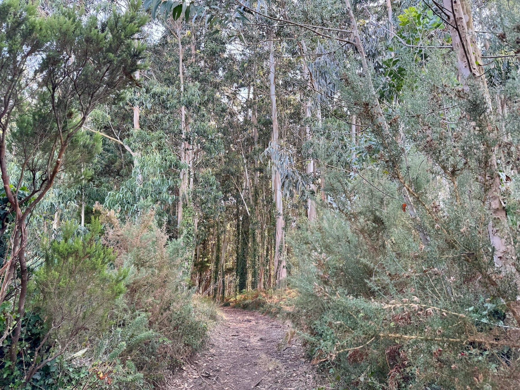 Wanderung durch den Eukalyptuswald