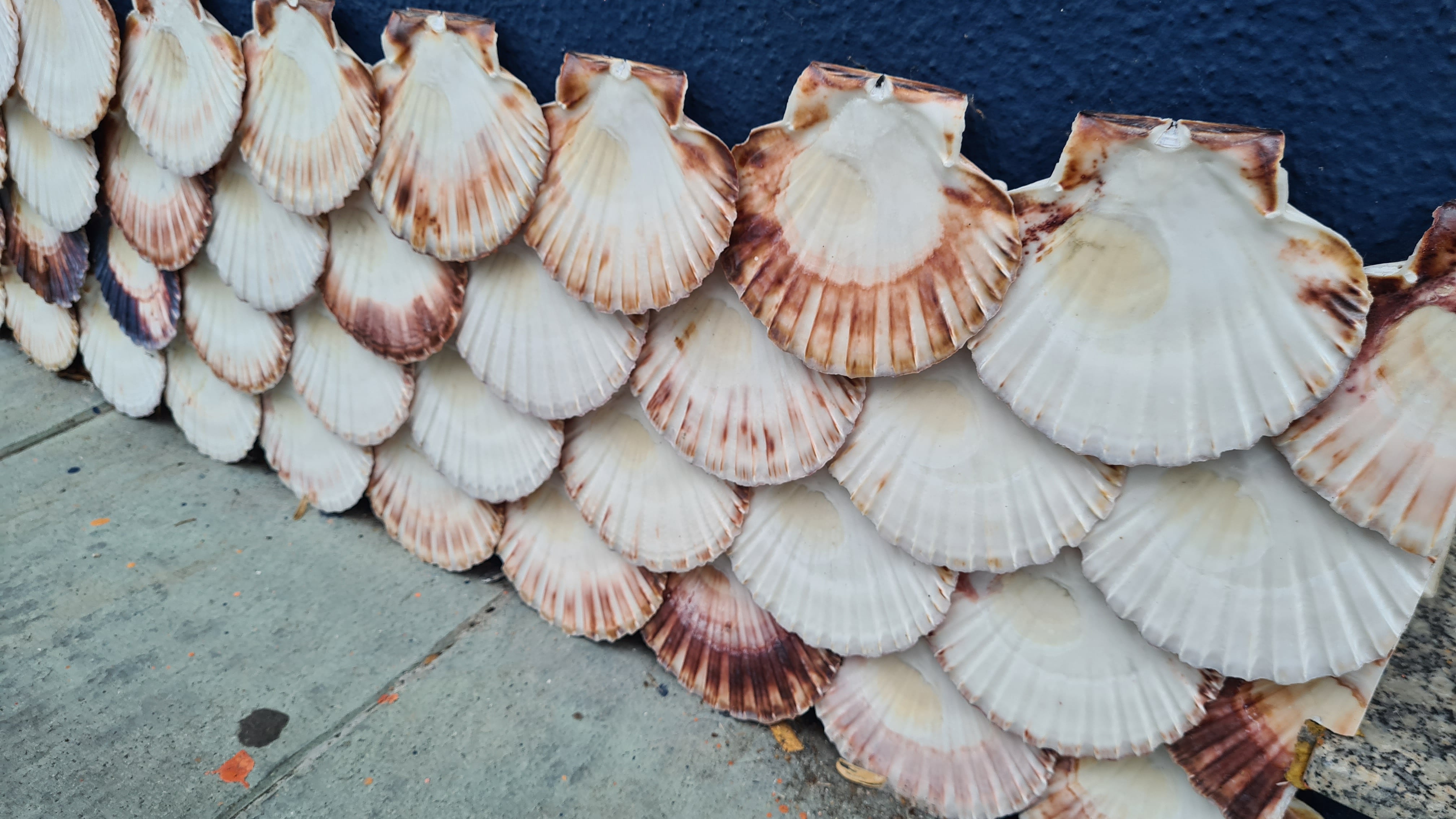 Überall die Jakobsmuschel