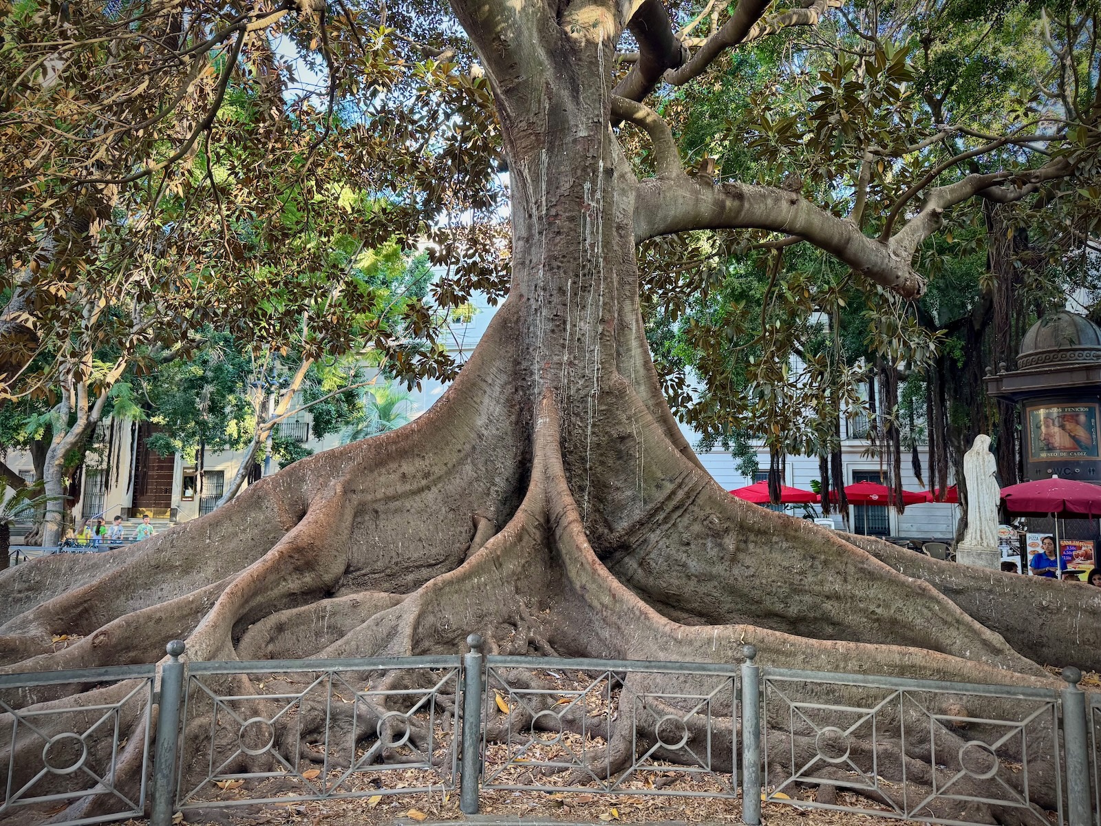 Unter ehrwürdigen Bäumen in Cadiz