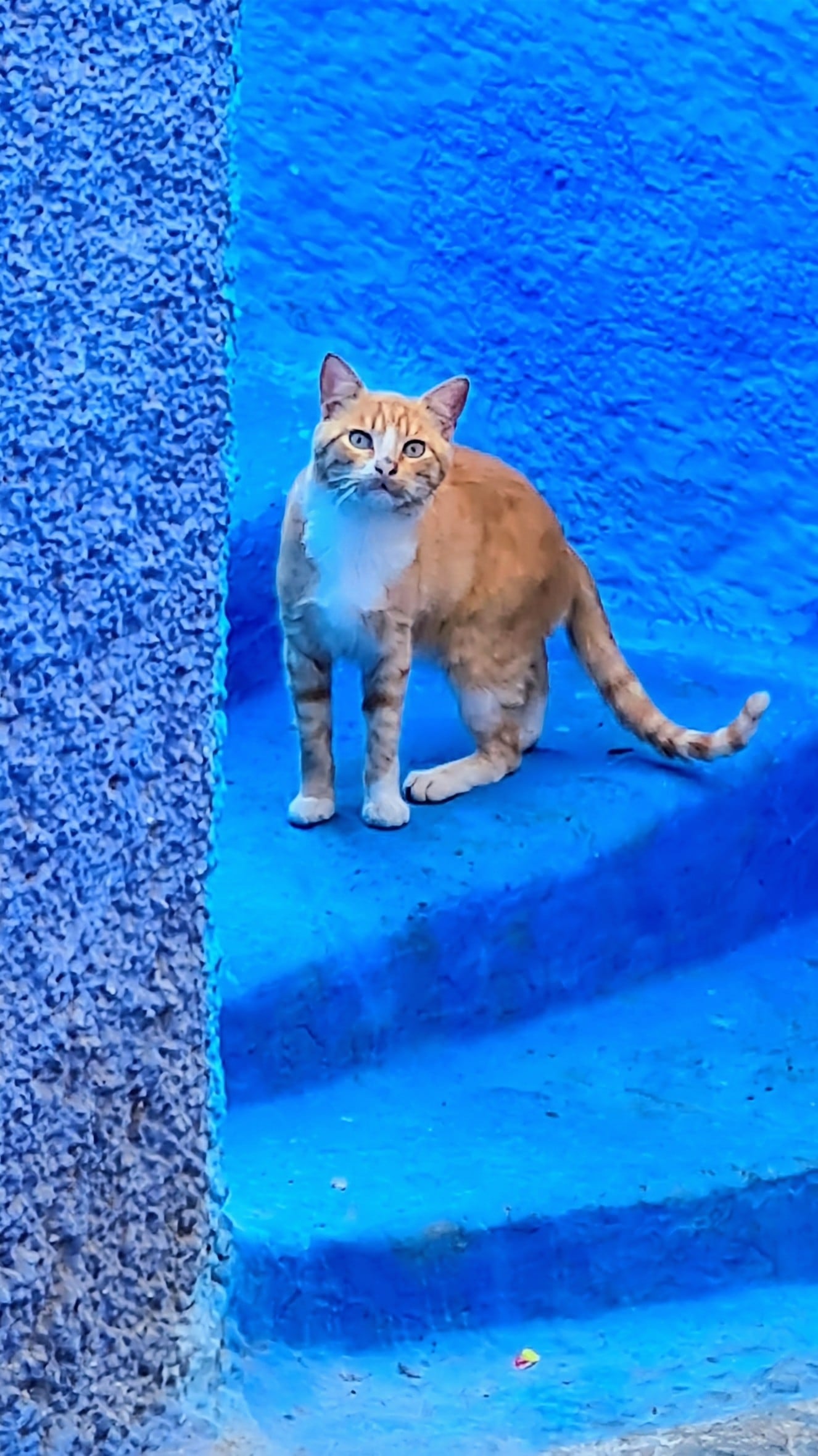 Die blauen Gassen von Chefchaouen
