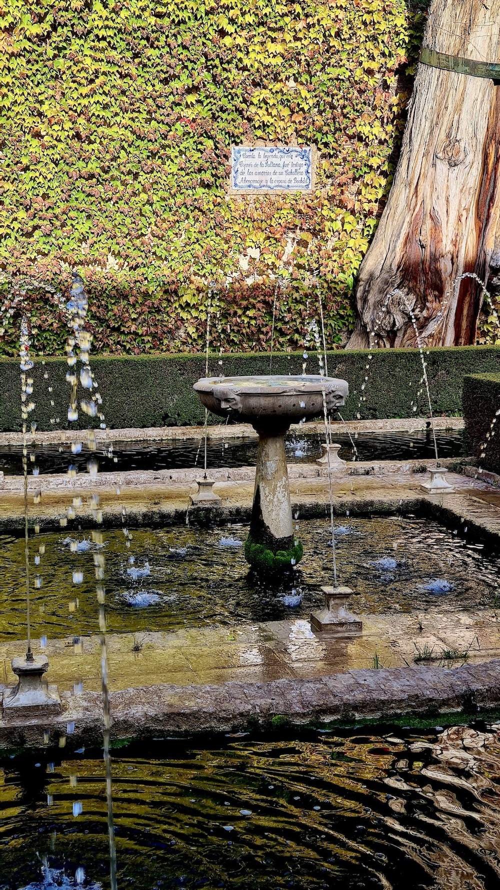 Alhambra - Generalife alte Zypresse