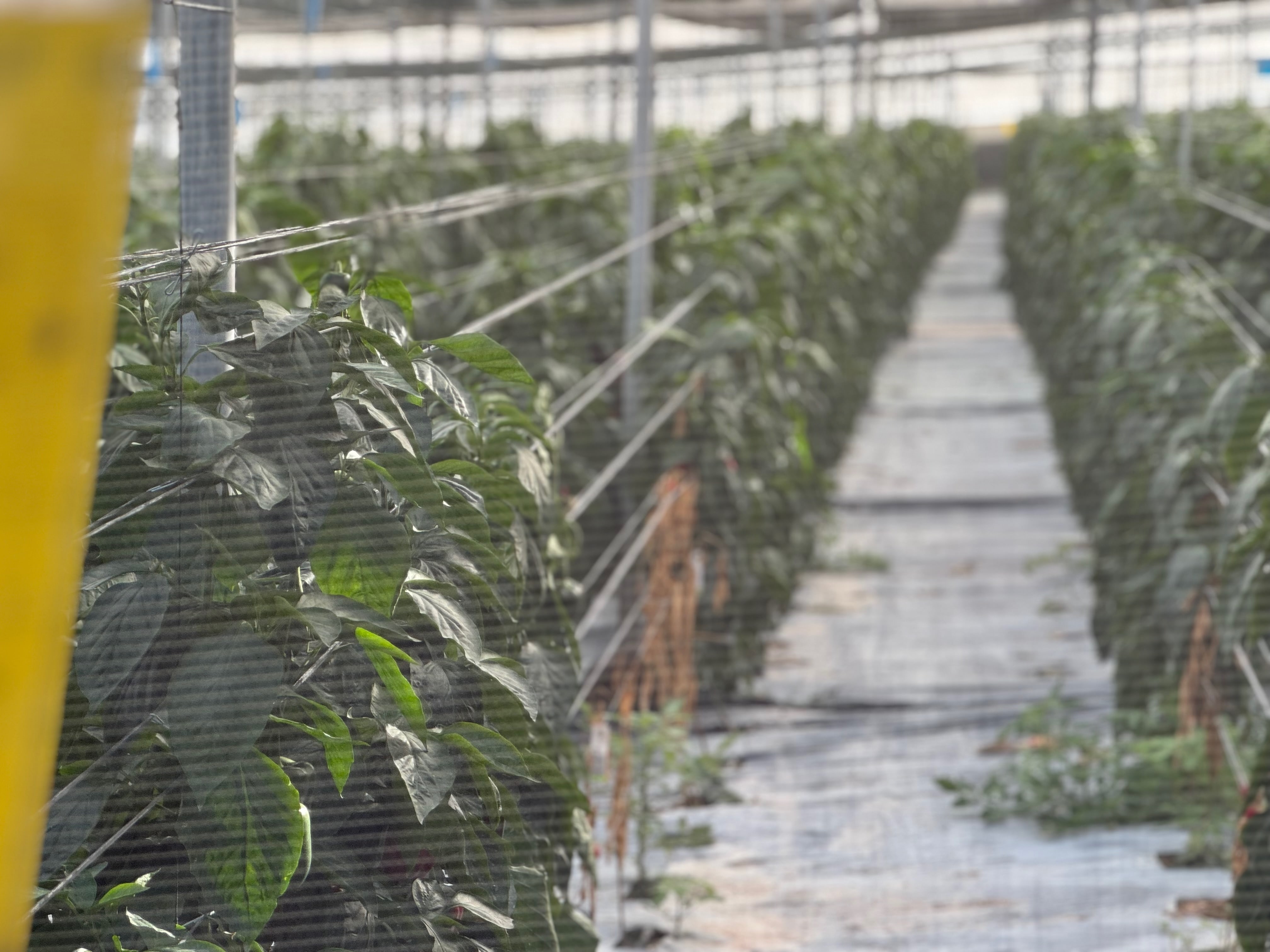 Heimlicher Blick ins Gewächshaus