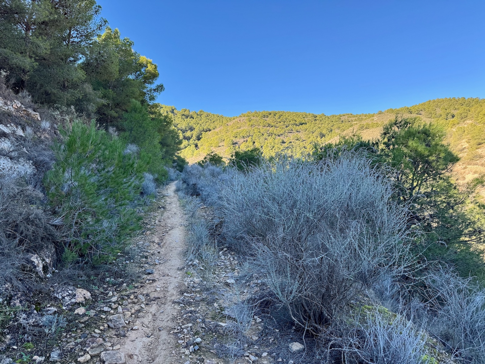 Schmale duftende Pfade