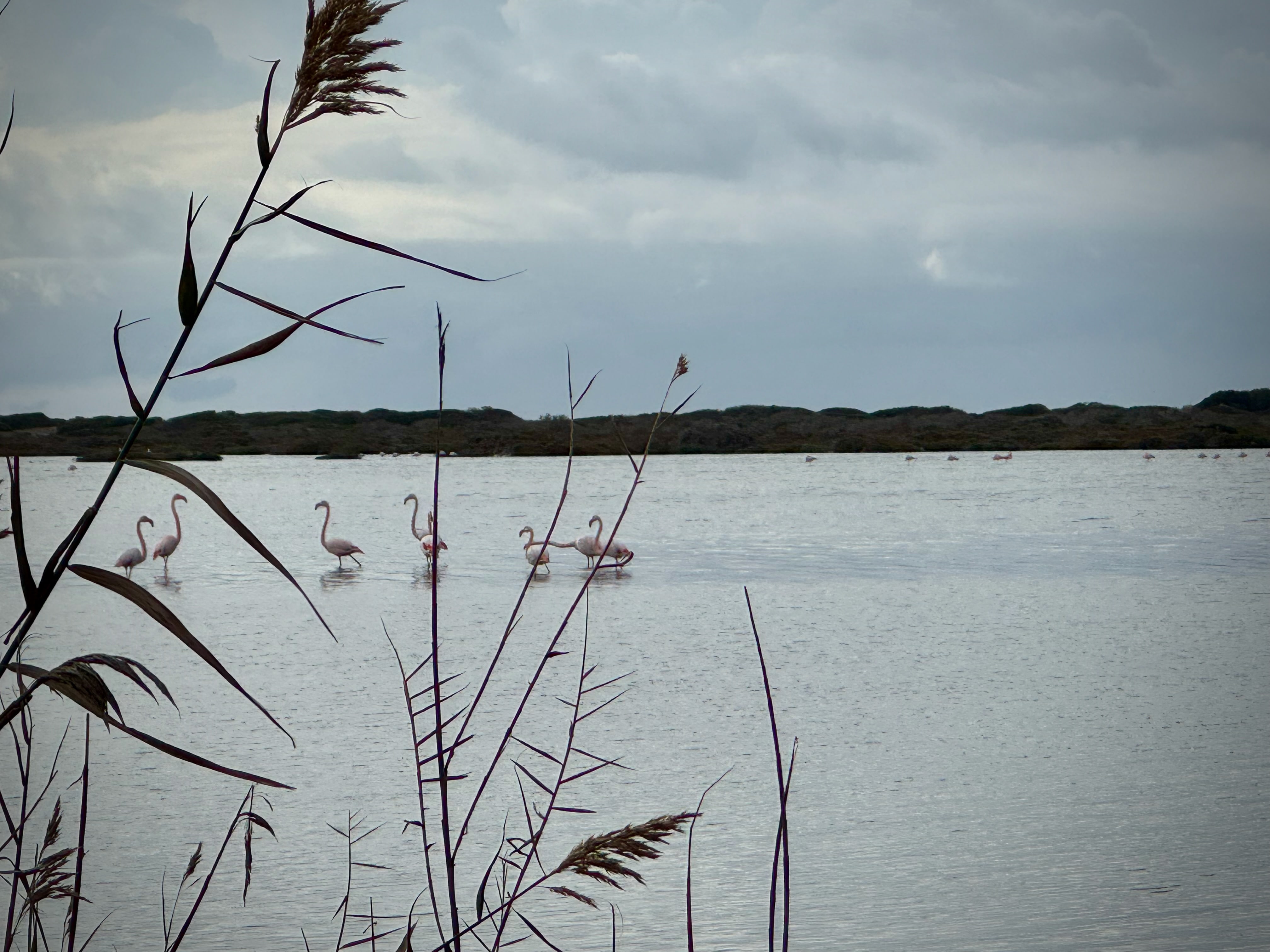 Flamingos im Salzsee