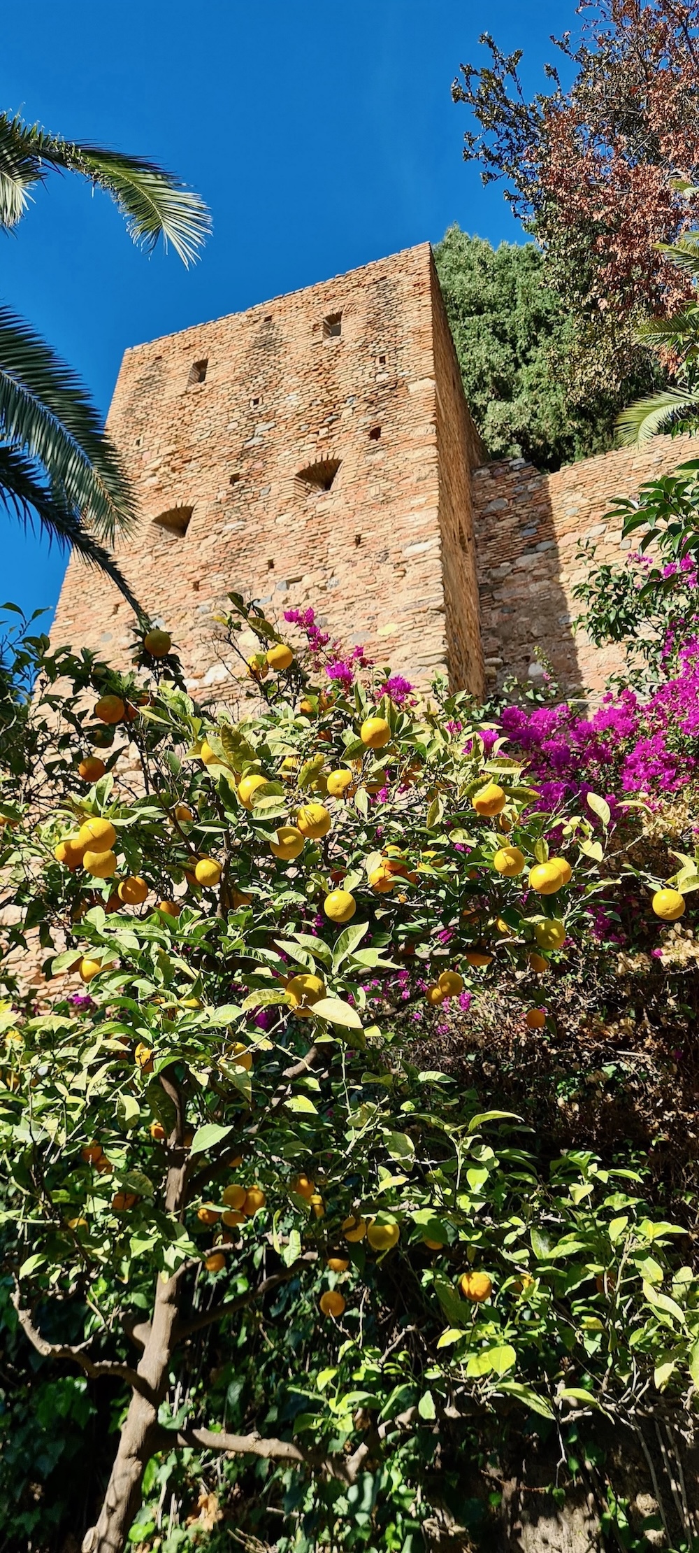 Früchte und Blüten auf der Festung