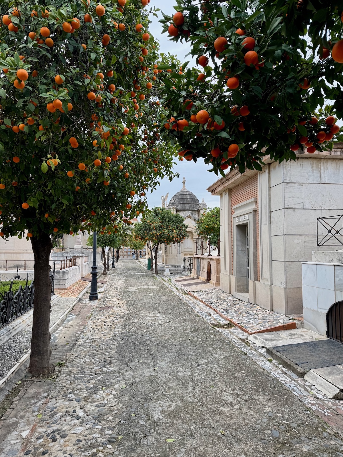 Orangenbäume säumen den Weg