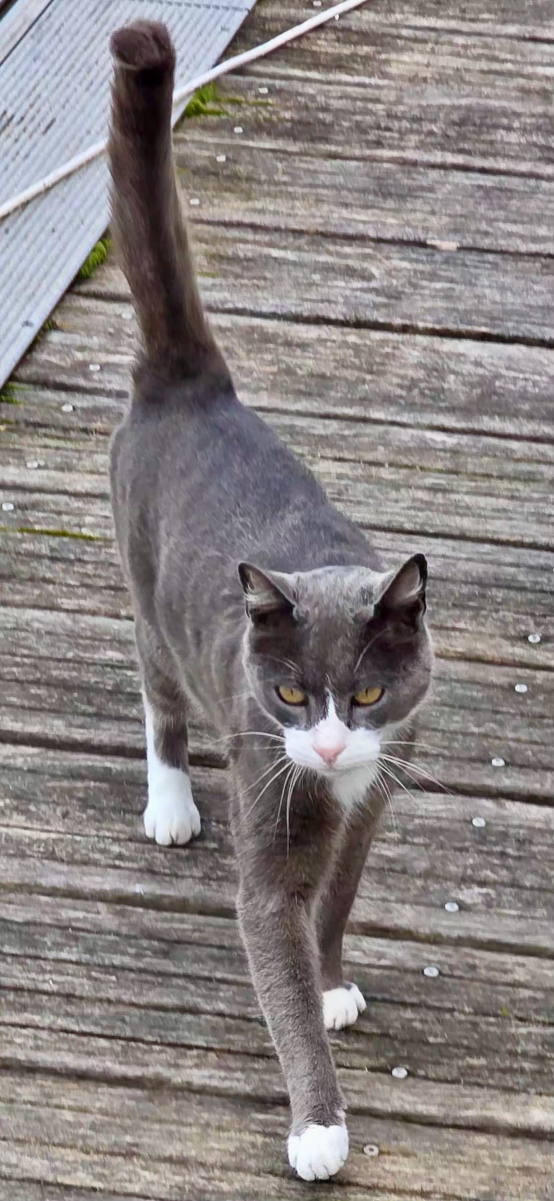 Hafenkatze