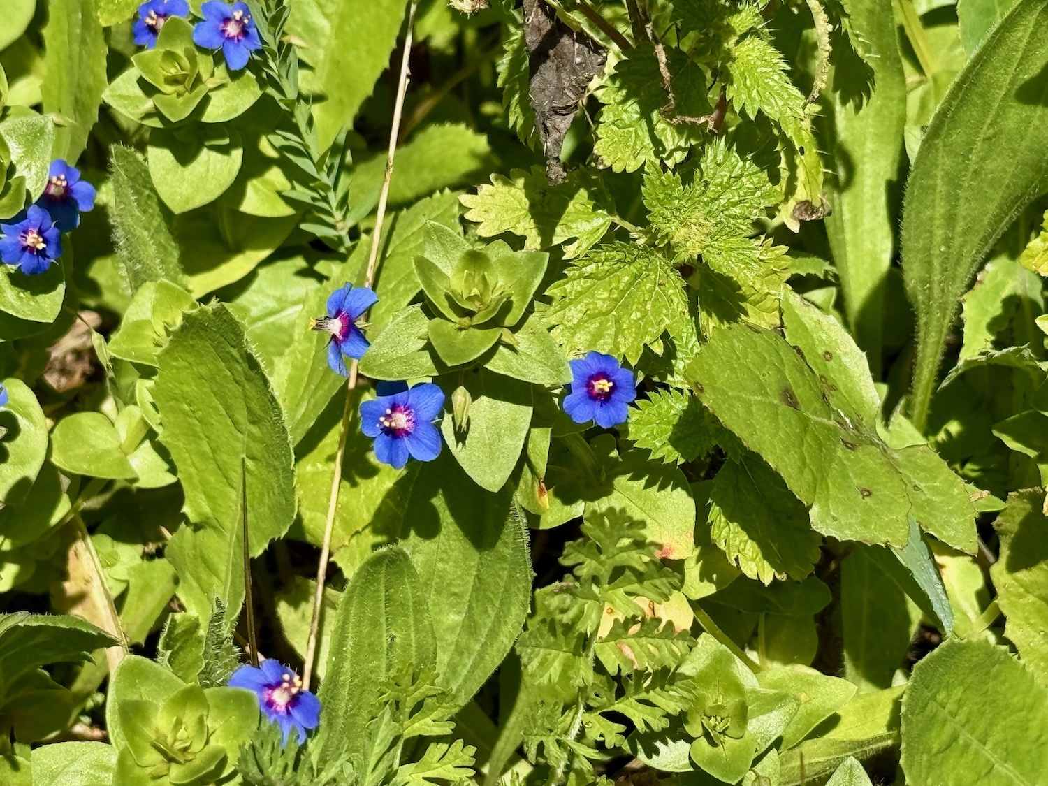 Wanderung Blaubluemelein
