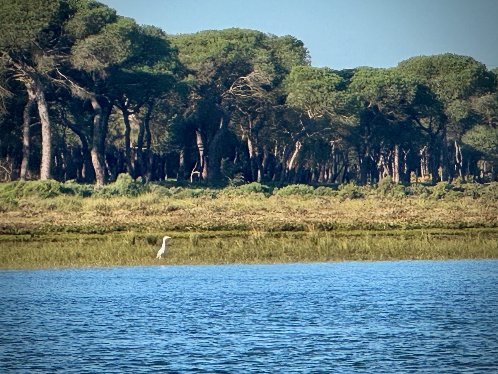 Punta Umbria Reiher