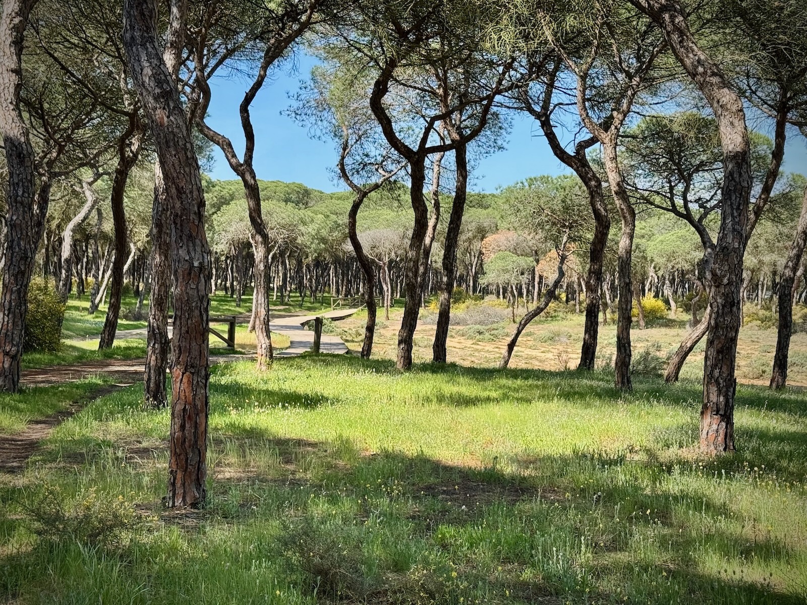 Punta Umbra Maerchenwald