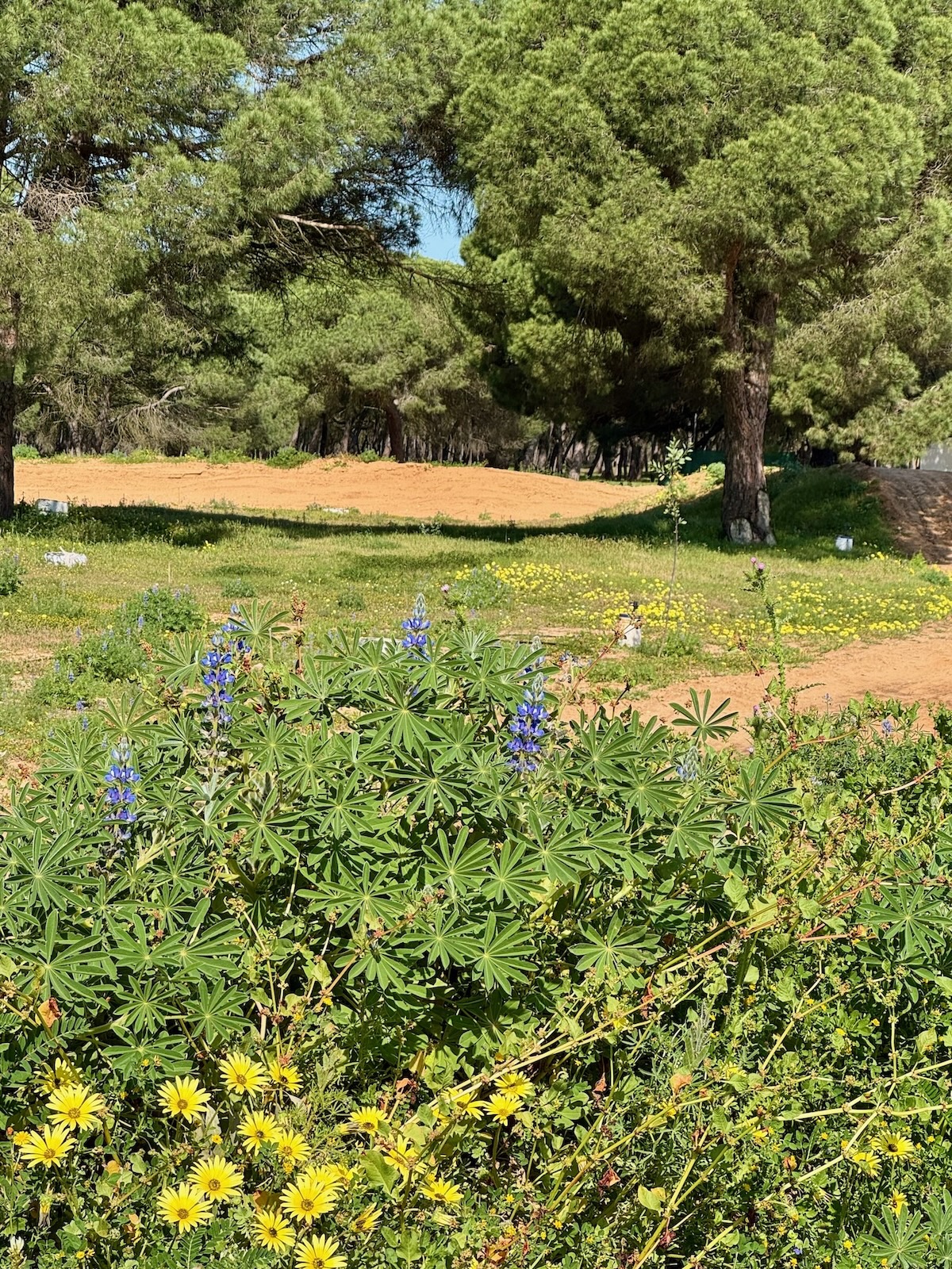 Punta Umbria Bluetenpracht und Waldwege