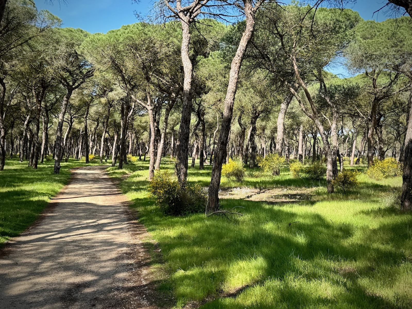 Punta Umbria Im Zauberwald