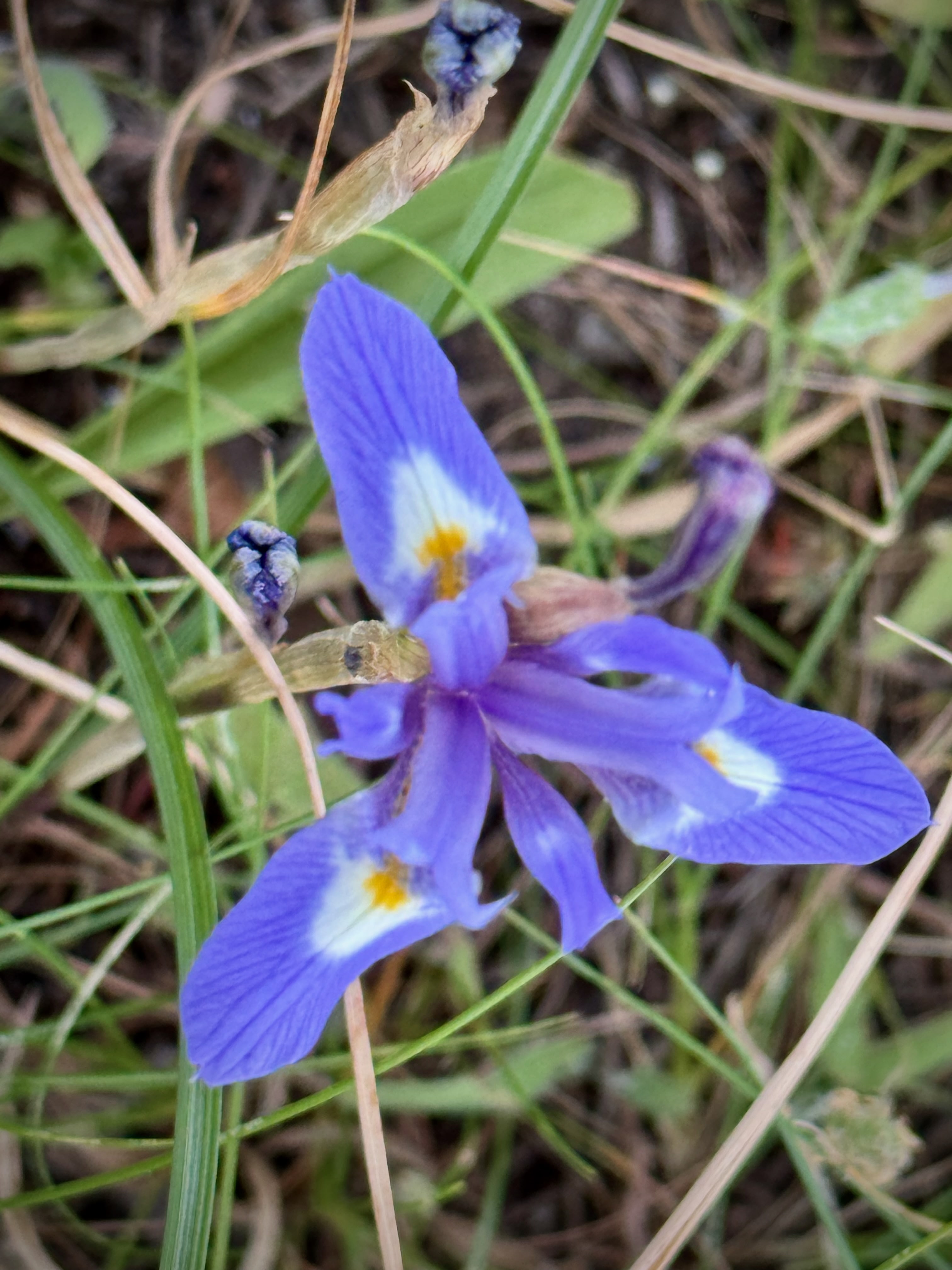 Bluetenpracht