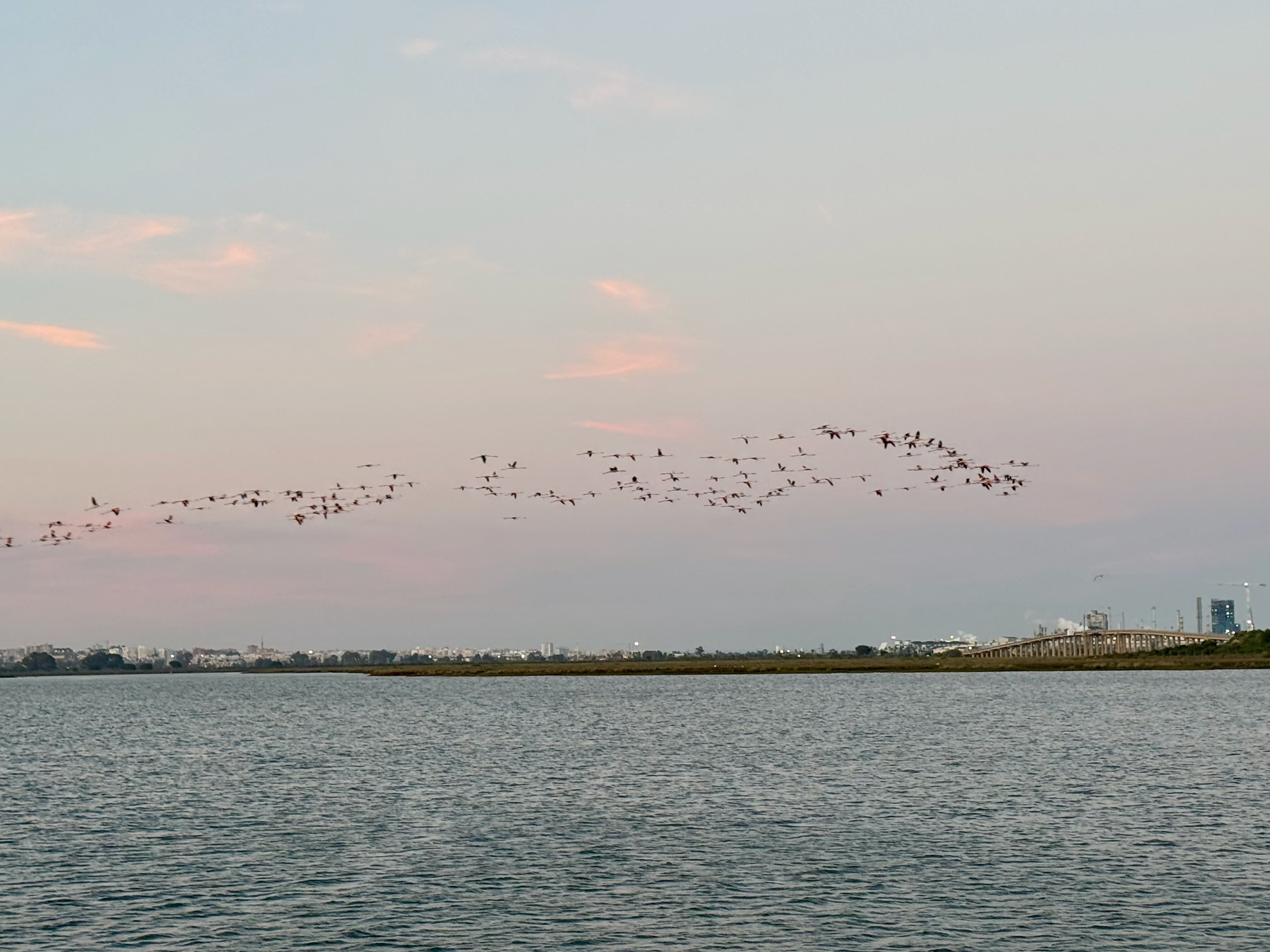 Flamingoflug