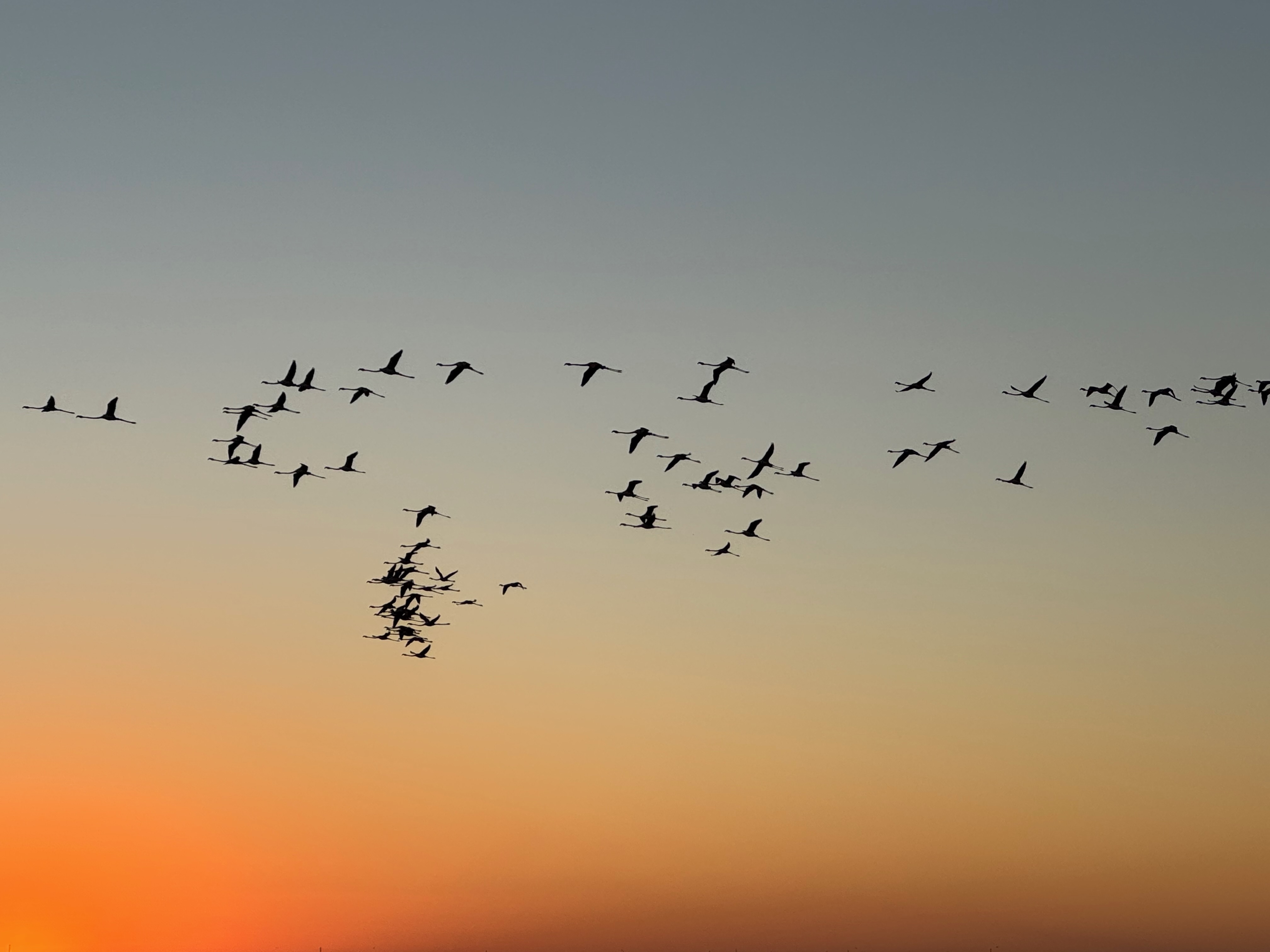 Flamingos im Sonnenuntergang