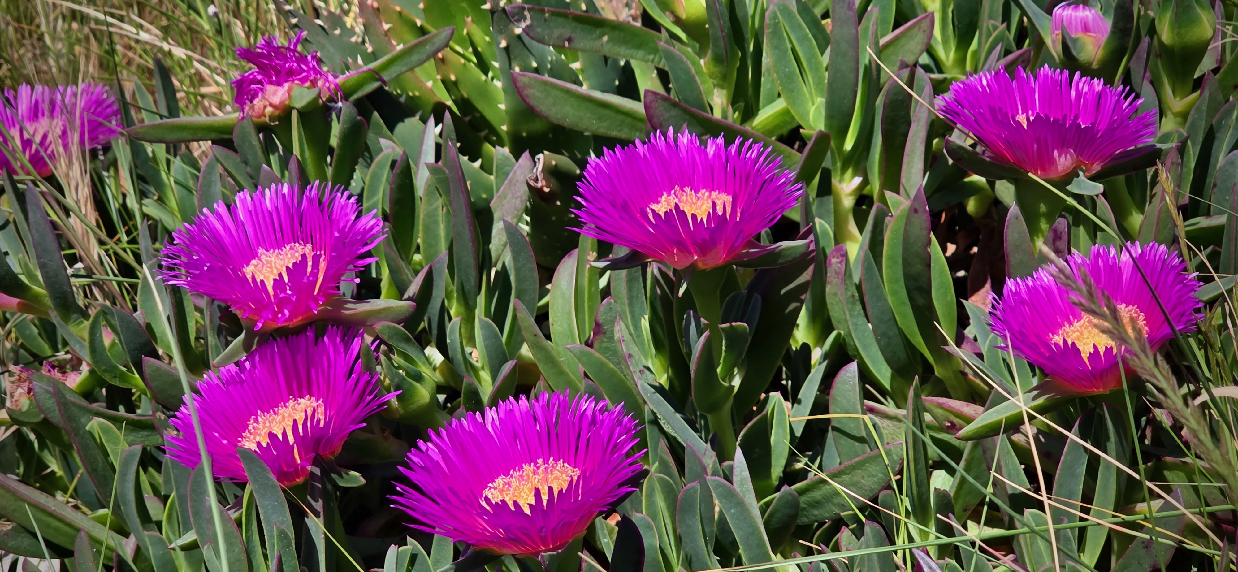 Mittagsblumen