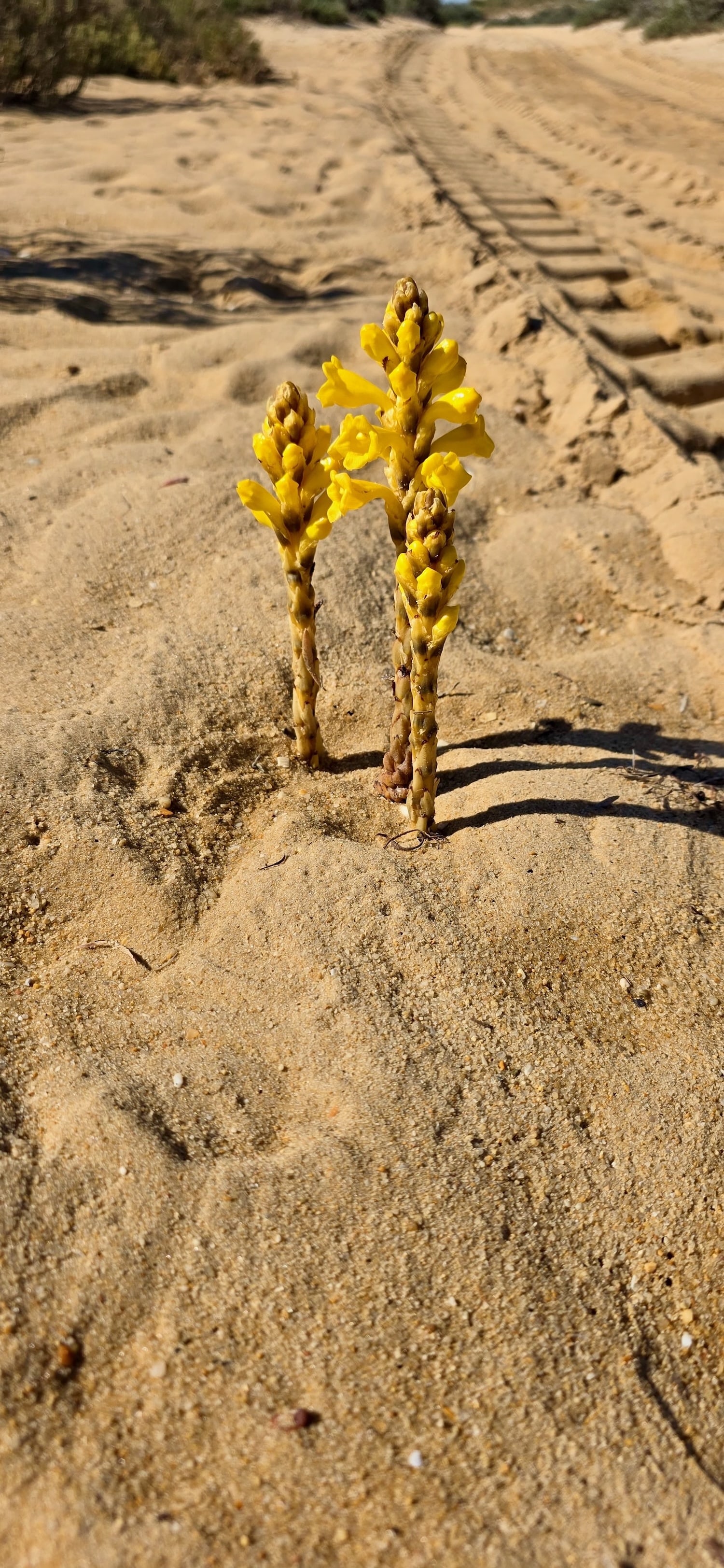 Wüstenblume