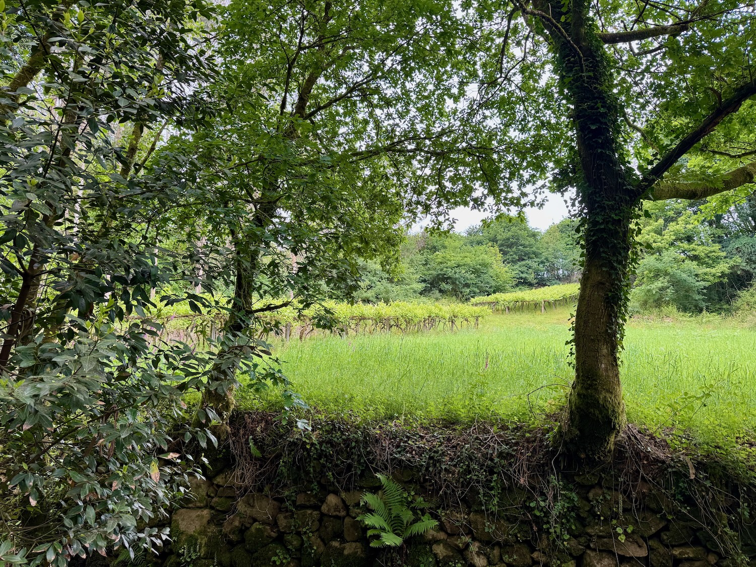 Wald und Wein
