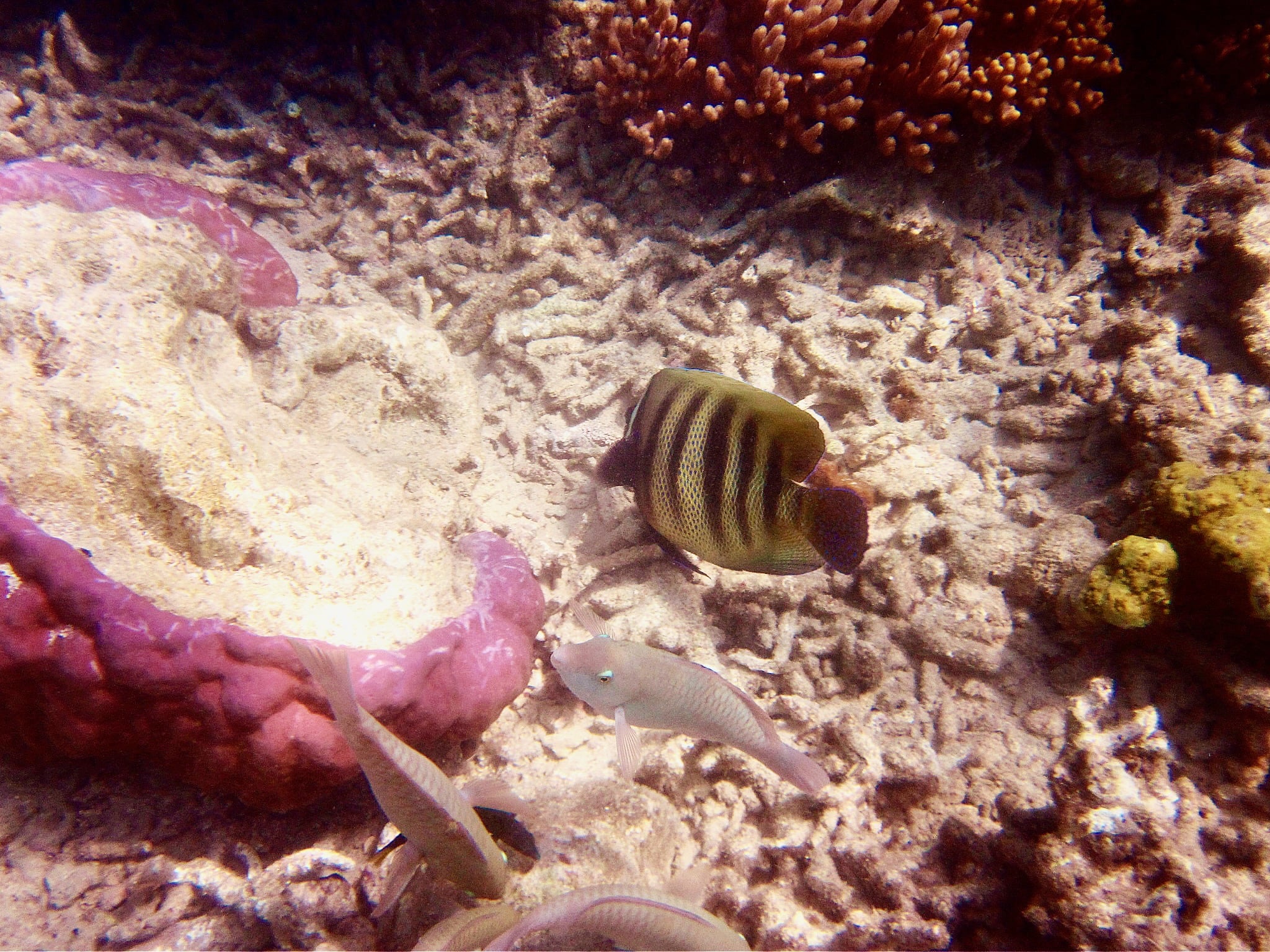 Sechsbindenkaiserfisch