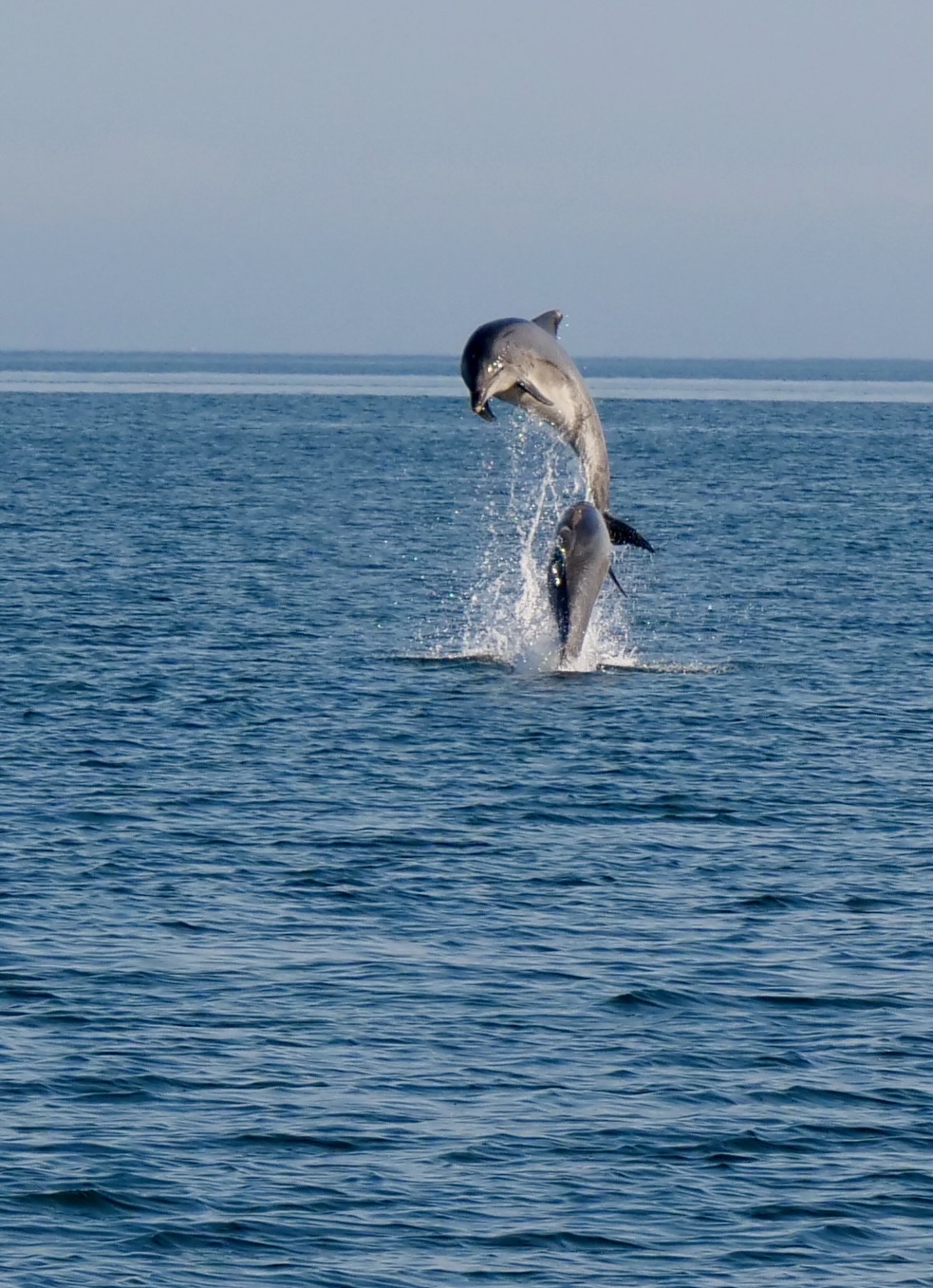 Delphin-Akrobatik