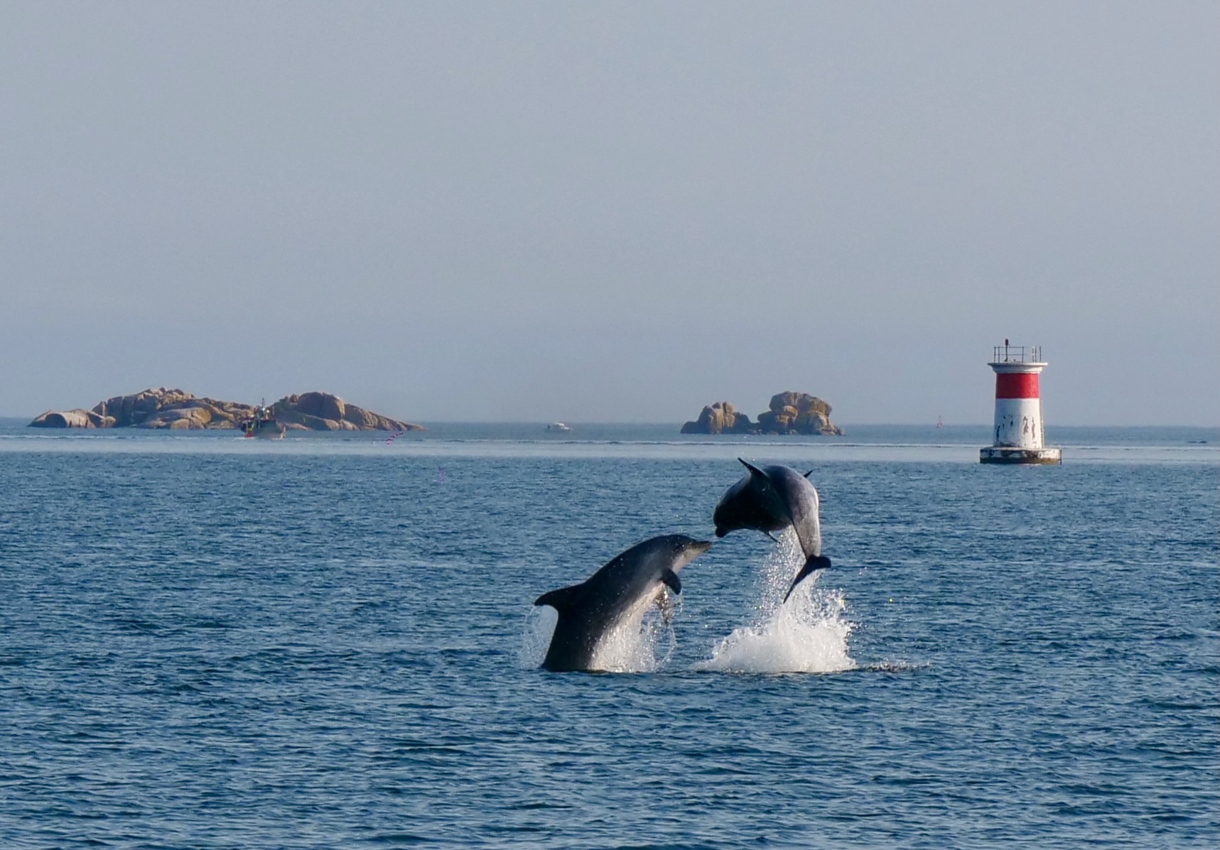 Mehr Delphin-Akrobatik