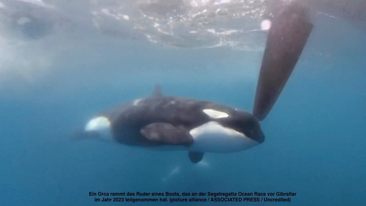 Orca vor Gibraltar